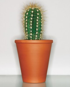 A cactus pot sadly placed on a white surface.