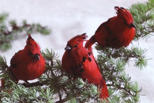 Three red cardinals perched on a pine branch, perfect for decorating with birds during the holiday season.