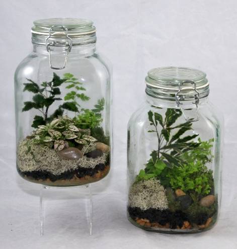 Two glass terrariums with plants.