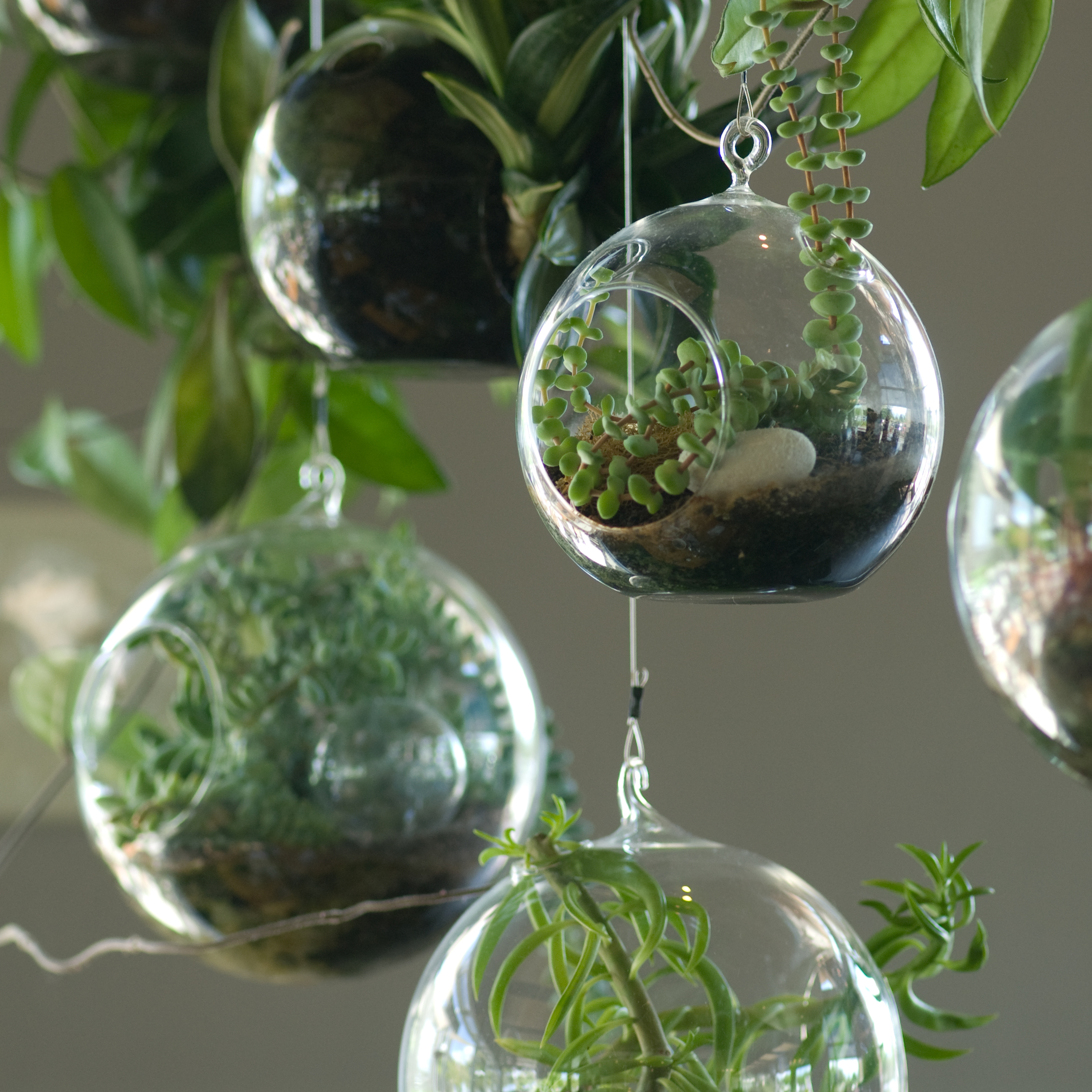 Terrariums suspended from the ceiling.