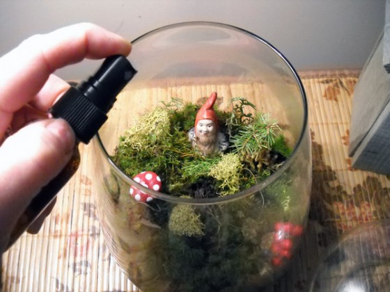 Terrariums and gnomes