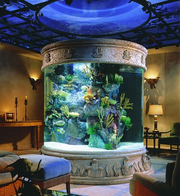 A stunning aquarium display