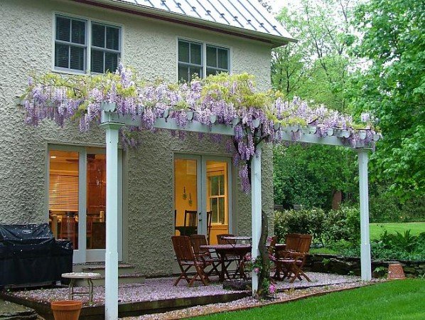 A backyard pergola adorned with wisteria, perfect for entertaining.