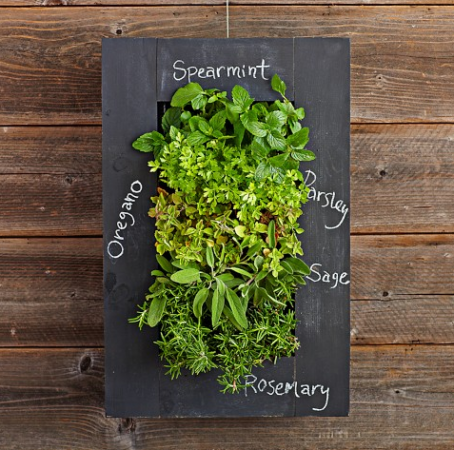 A herb garden with herbs hanging on a wooden frame.