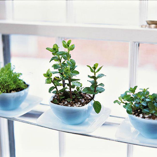 Three small potted plants on a window sill, forming a mini herb garden.