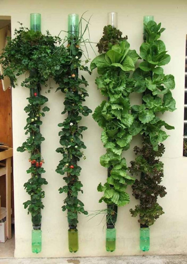  Grow you own vegetables and herbs vertically (www.buzzfeed.com)