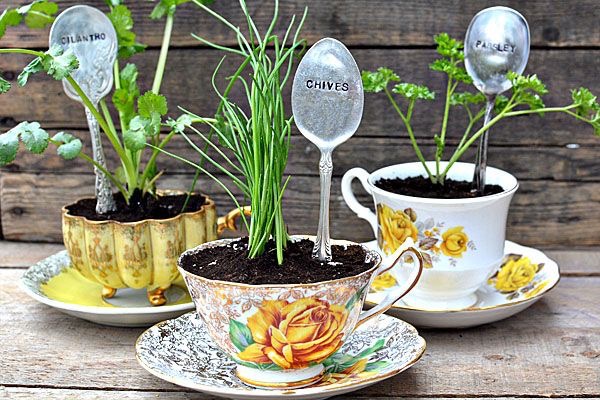 Three teacups repurposed with plants on a wooden table.