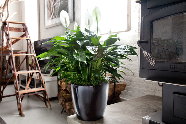 Peace Lily (Houzz)