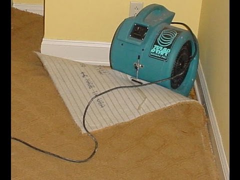 Carpet dryer