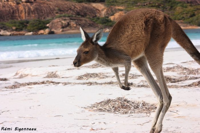 Lucky Bay is world famous for its local kangaroos. Original image here. 