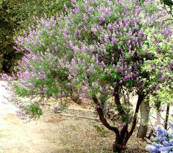 A tree with purple flowers on Earth.