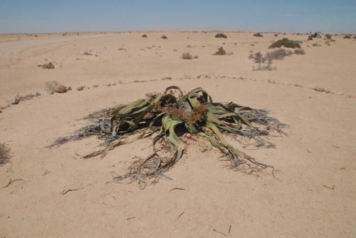 Welwitschia with stone circle in desert, Namib-Naukluft National Park, Namibia