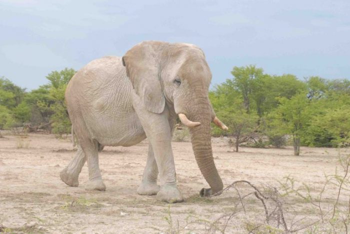 An elephant traversing arid Namibia.