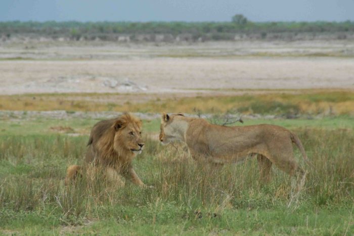 Lion and lioness in grass with desert backdrop, in Etosha National Park, Nambia