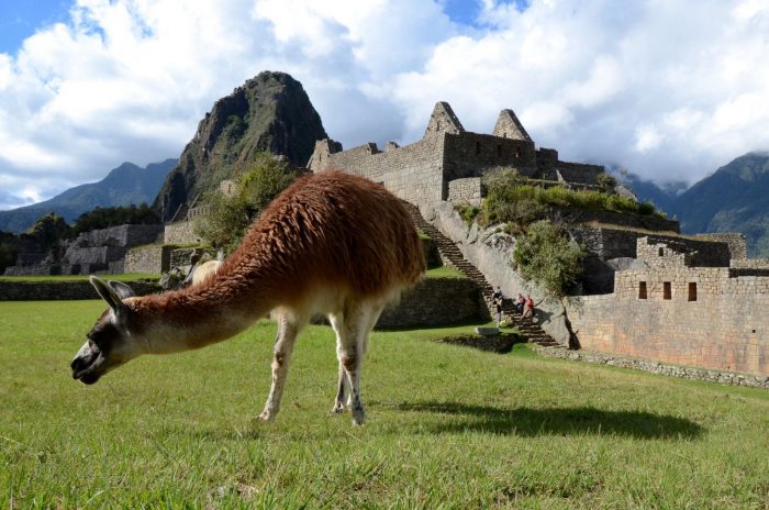 A llama is grazing in front of a mountain in Peru.