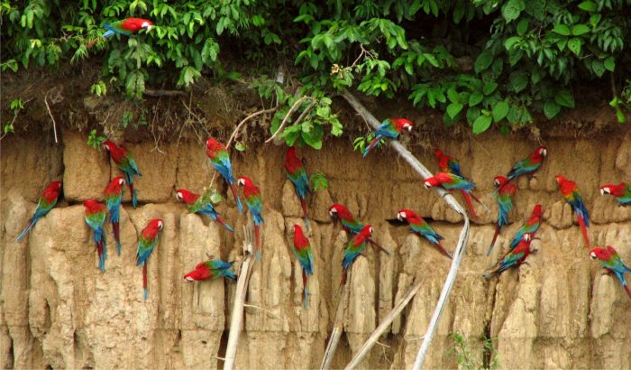A group of colorful parrots perched on a cliff in Peru.