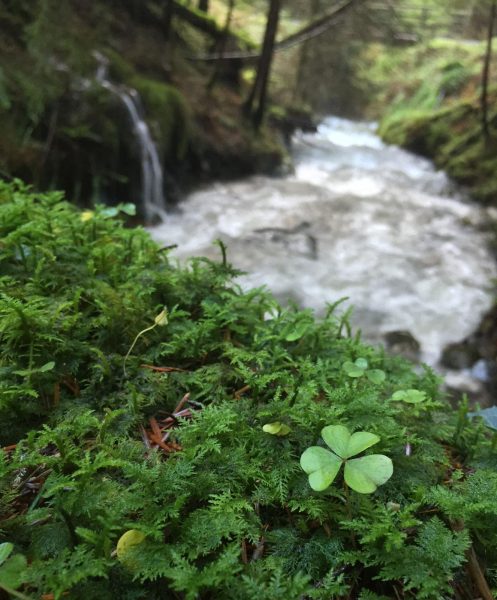 A stream with moss and a shamrock in the Austrian background.
