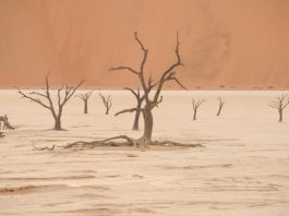 Sossusvlei, clay pan with red dunes and dead trees, Namibia