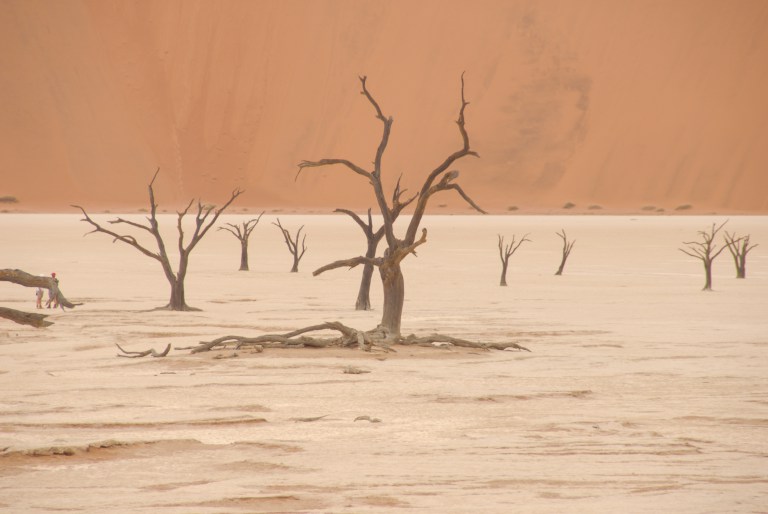 Dead trees in Namibia.