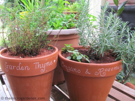 Oregano, Rosemary, Thyme in TerraCotta Pots (www.themicrogardener.com) 