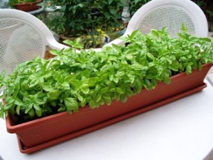 Container gardening with basil plants in a pot.
