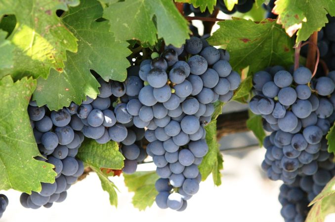 concord grapes the lake erie wine trail