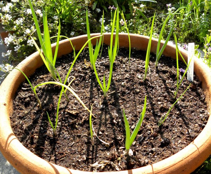 Green Onions Grow to Harvest in 45 Days (www.greenlifeinsocal.com)