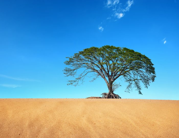 A solitary tree amidst a sandy desert.