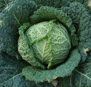 A close up of a green cabbage in a fall garden.