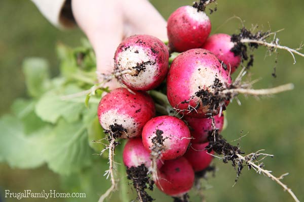 Radishes from a fall garden, dirt on them.