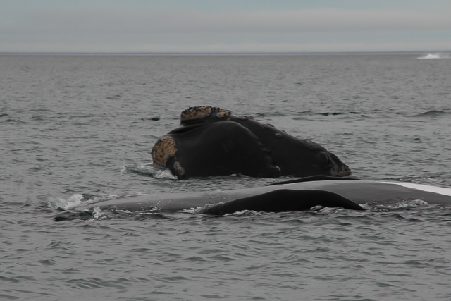 Southern right whale with head out of water, and whale with belly out of water. Best Patagonia experiences.