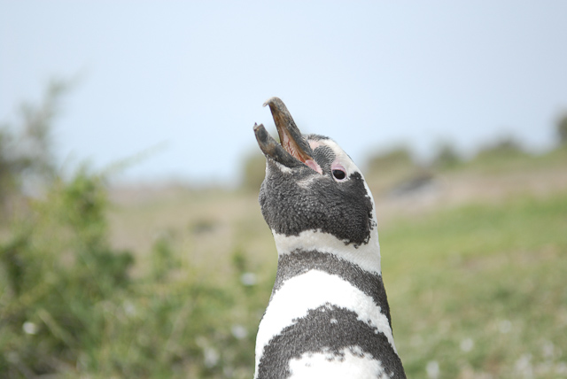 A black and white penguin with its mouth open, one of the best Patagonia experiences.