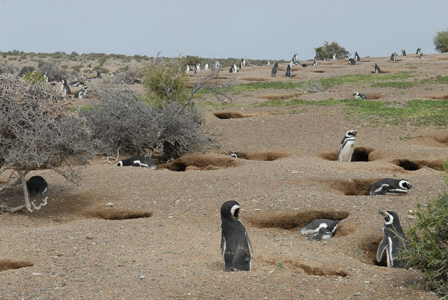 Magellan penguins burrowing holes at Punta Tombo. Best Patagonia experiences. 