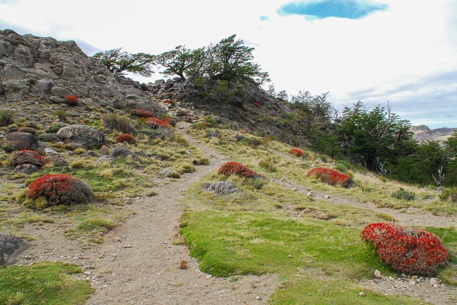 Trail leading along mountainside with red flowers and grass. El Chalten.