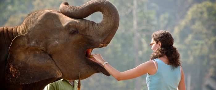 A woman feeding an elephant in a zoo in Srilanka.
