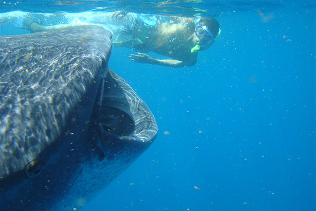 Snorkelling with a whale shark. Image credit: Jaontiveros