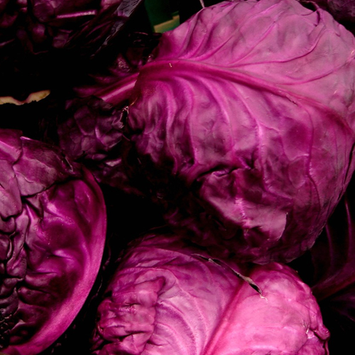 A close up of a bunch of purple cabbages in a fall garden.