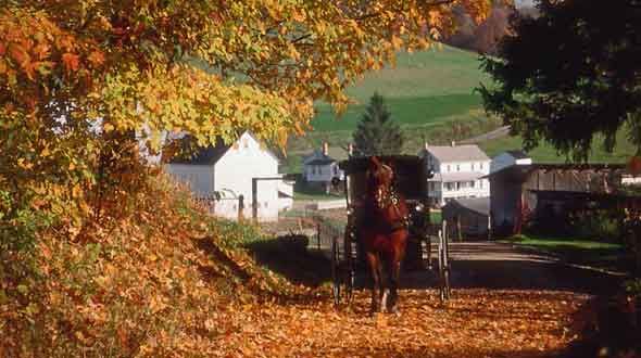 A horse pulling a carriage on Fall Leaf Tours.
