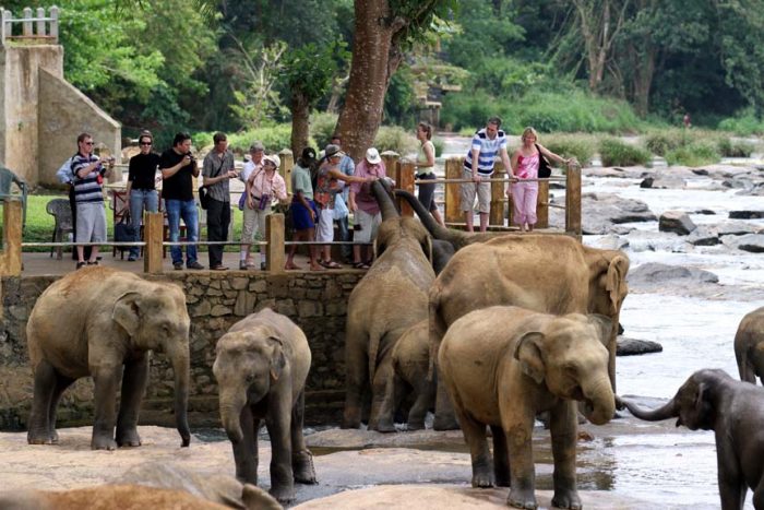 Elephants in Sri Lanka.