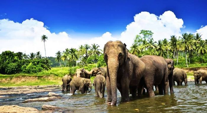 A herd of elephants drinking water in a river in Sri Lanka.