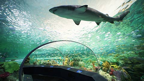 An aquarium in Toronto with a shark swimming in it.