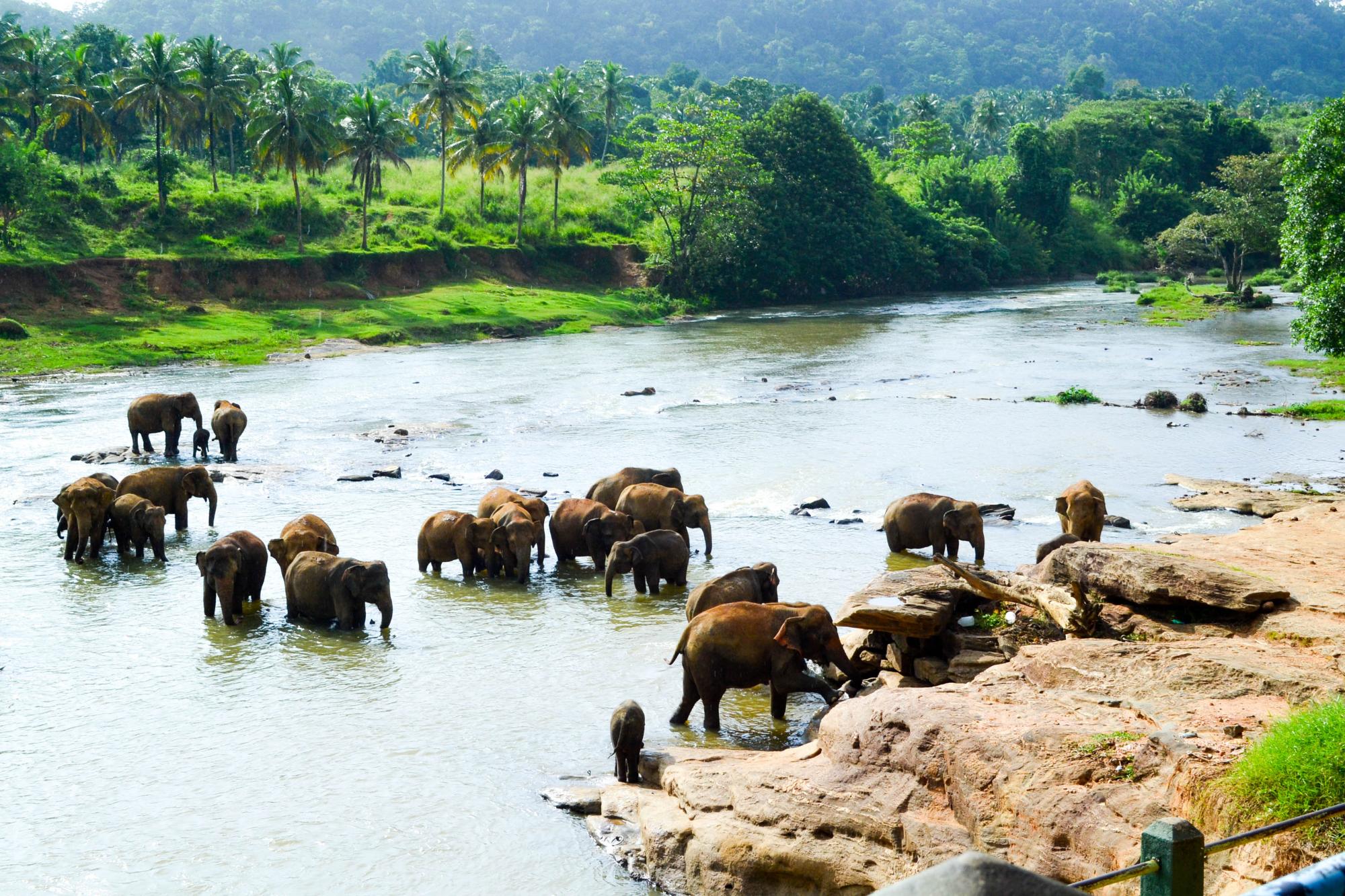 A group of elephants in Srilanka.