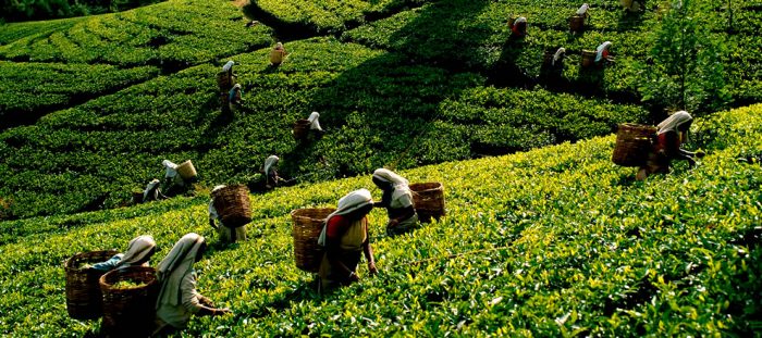 A group of people working in a tea plantation in Srilanka.