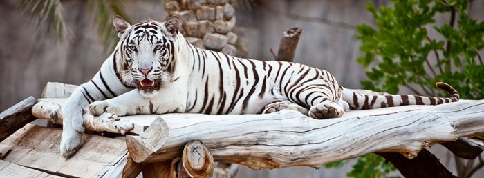 A white tiger resting on a log in Abu Dhabi.