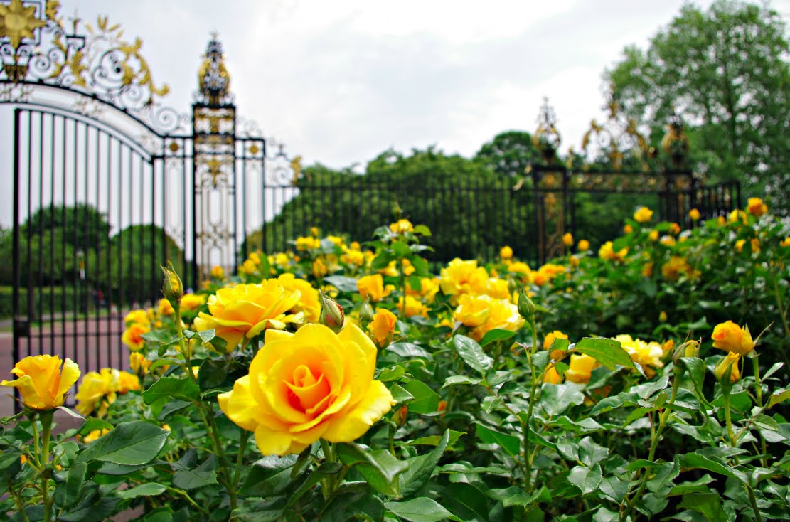 A vibrant yellow rose garden beside an iron gate.