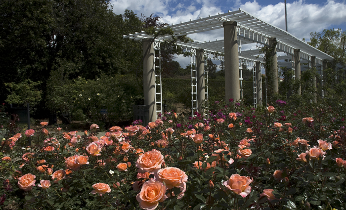 A beautiful rose garden surrounding a gazebo.