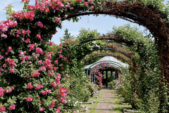 thornden park roses
