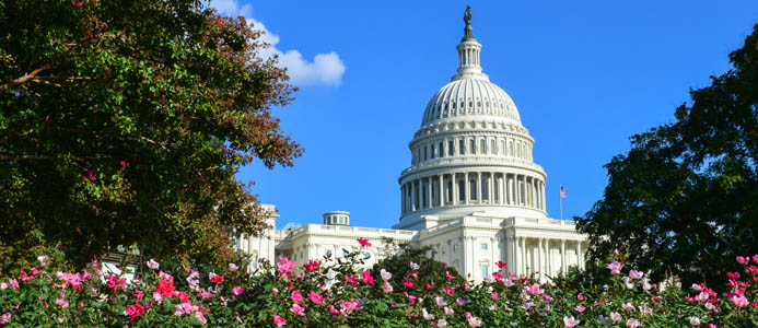 The capitol building in Washington, DC is surrounded by rose gardens.