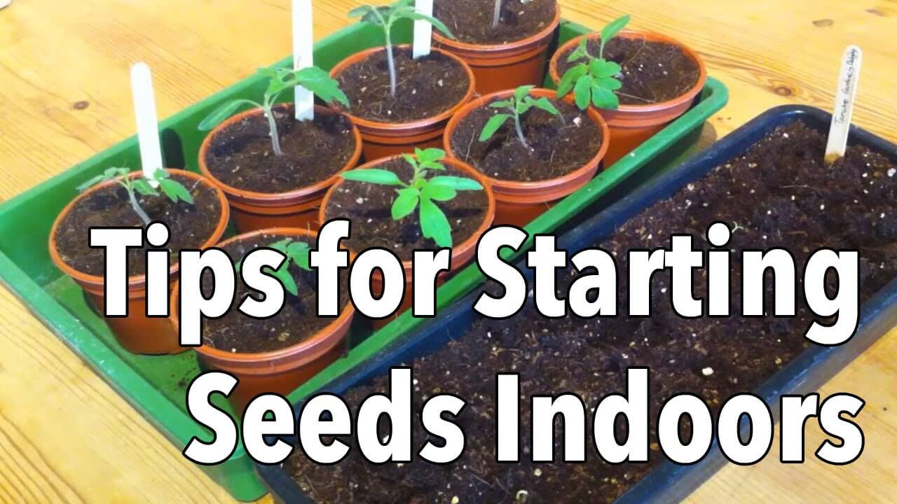 Tips for starting a garden indoors by sowing seeds.