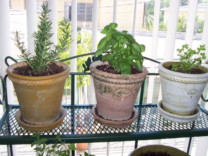 Place seedlings in a sunny window.